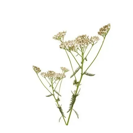 Krwawnik BIO 15g Krwawnik BIO 15g