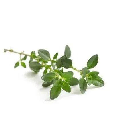 Tymianek BIO 15g Tymianek BIO 15g