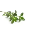 Tymianek BIO 15g Tymianek BIO 15g