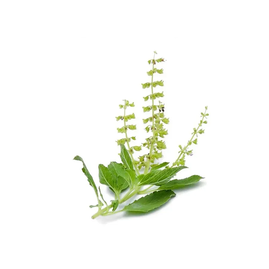 Tulsi indyjska bazylia BIO 15g Tulsi indyjska bazylia BIO 15g