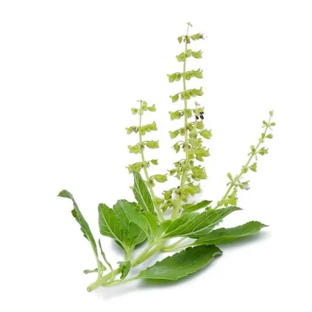 Tulsi indyjska bazylia BIO 15g Tulsi indyjska bazylia BIO 15g