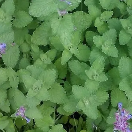 Kocimiętka 10 g BIO Kocimiętka 10 g BIO