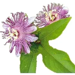 Passion fruit herb 10 g BIO