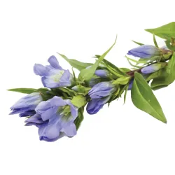 Gentian root 10g BIO