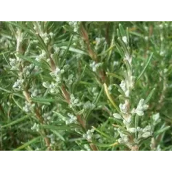 Rosemary 10g BIO