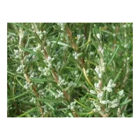 Rozmaryn 10g BIO Rozmaryn 10g BIO