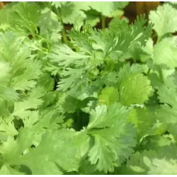 Coriander 10g BIO