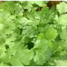 Kolendra 10g BIO Kolendra 10g BIO