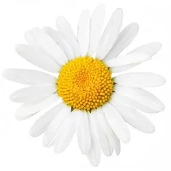 Chamomile 10g BIO