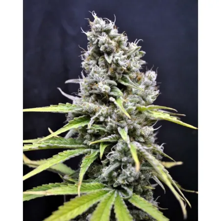 Nasiona CBD Skunk Haze Nasiona CBD Skunk Haze