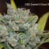 Nasiona CBD Sweet and Sour Widow Nasiona CBD Sweet and Sour Widow