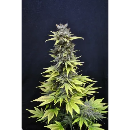 Nasiona CBD Nordle