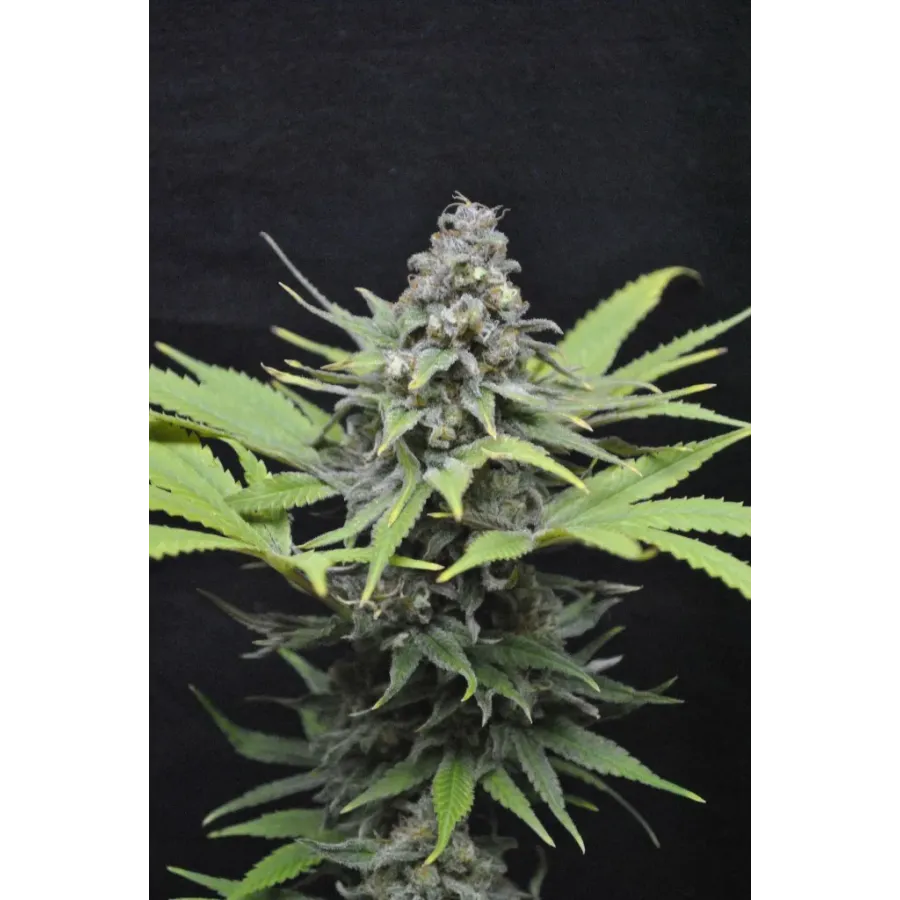 Nasiona CBD Critical Mass