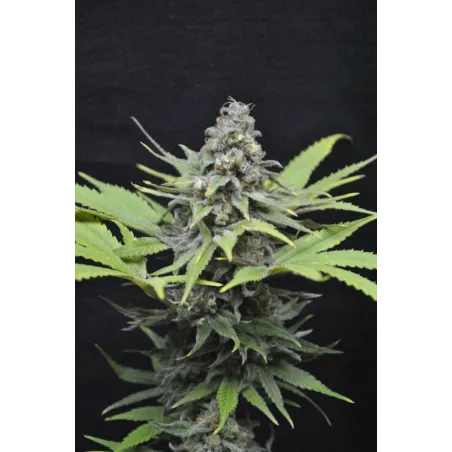 Nasiona CBD Critical Mass Nasiona CBD Critical Mass