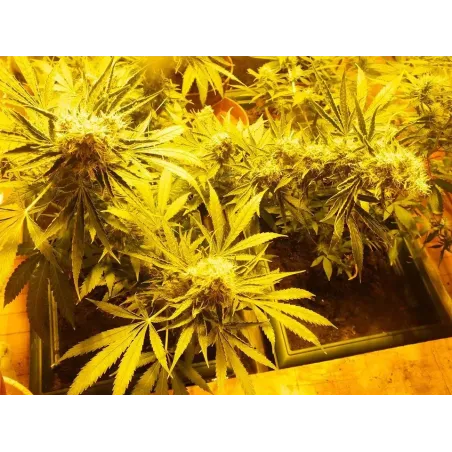 Nasiona CBD Indica Mix Nasiona CBD Indica Mix