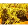 Nasiona CBD Indica Mix Nasiona CBD Indica Mix