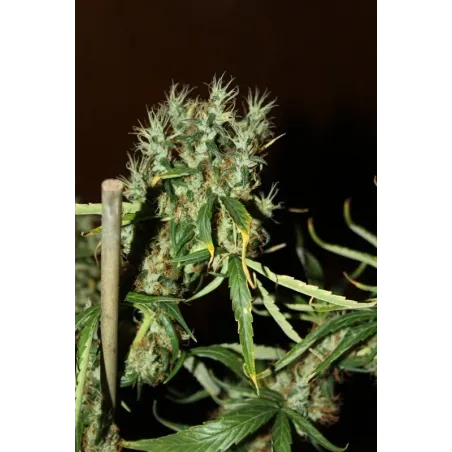 Nasiona CBD Mango Haze Nasiona CBD Mango Haze