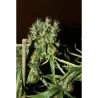 Nasiona CBD Mango Haze Nasiona CBD Mango Haze