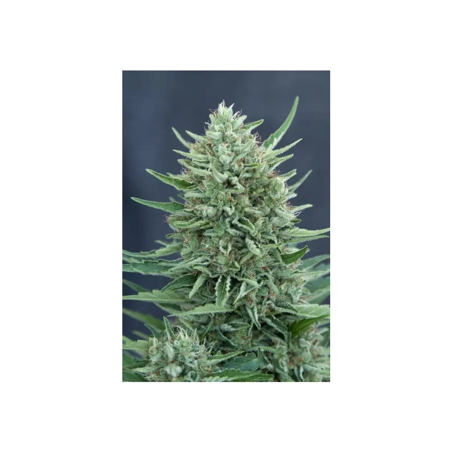 Nasiona CBD Med Gom 1.0 Auto