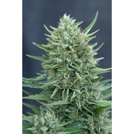 Nasiona CBD Med Gom 1.0 Auto Nasiona CBD Med Gom 1.0 Auto