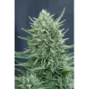 Nasiona CBD Med Gom 1.0 Auto