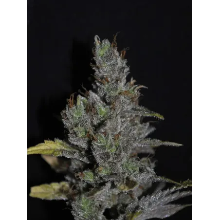 Nasiona CBD MediHaze Nasiona CBD MediHaze