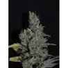 Nasiona CBD MediHaze Nasiona CBD MediHaze