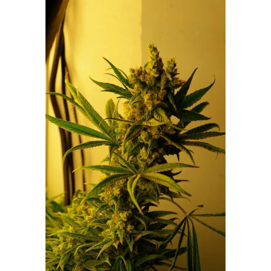 Nasiona CBD Shark Shock