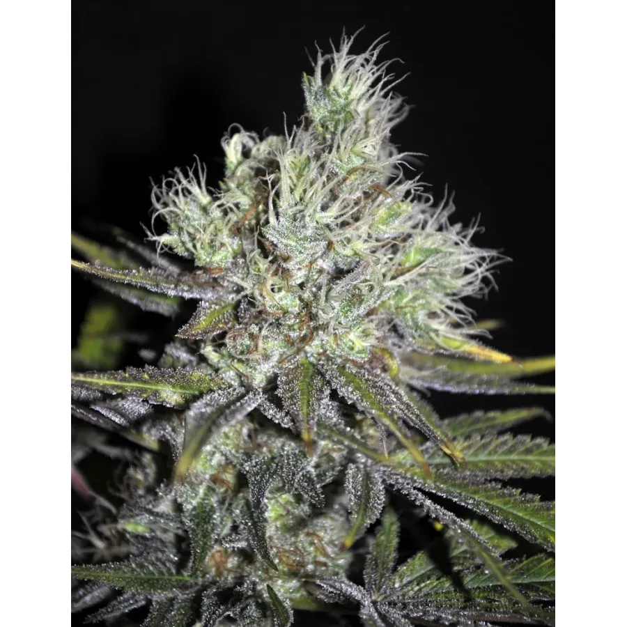 Nasiona CBD Sweet and Sour Widow Nasiona CBD Sweet and Sour Widow