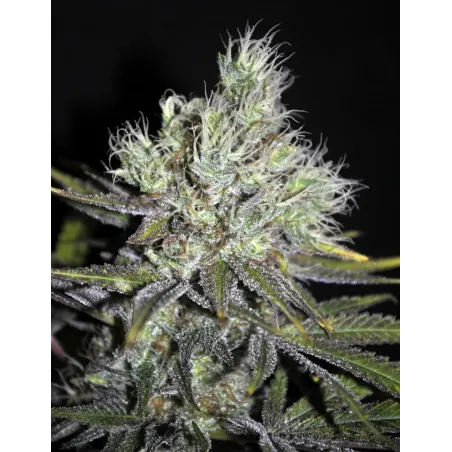 Nasiona CBD Sweet and Sour Widow Nasiona CBD Sweet and Sour Widow