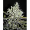 Nasiona CBD Sweet and Sour Widow Nasiona CBD Sweet and Sour Widow