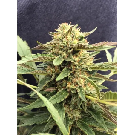 Nasiona CBD Therapy Nasiona CBD Therapy