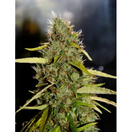 Nasiona CBD Yummy Nasiona CBD Yummy