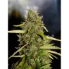 Nasiona CBD Yummy Nasiona CBD Yummy
