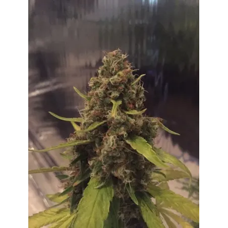 Nasiona CBD 3D Nasiona CBD 3D