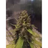 Nasiona CBD 3D Nasiona CBD 3D