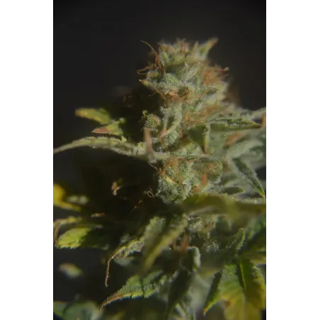 Nasiona CBD Divine