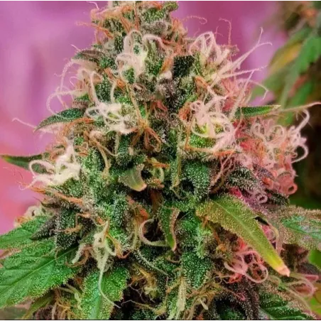 Nasiona CBD OG KUSH  Nasiona CBD OG KUSH