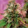 Nasiona CBD OG KUSH  Nasiona CBD OG KUSH