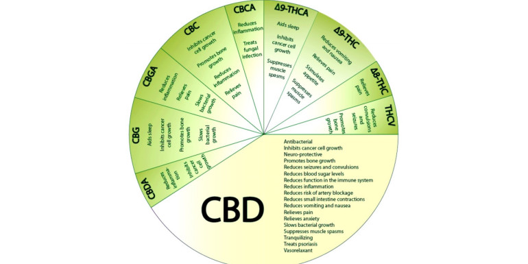 Układ endokannabinoidowy a produkty z cbd