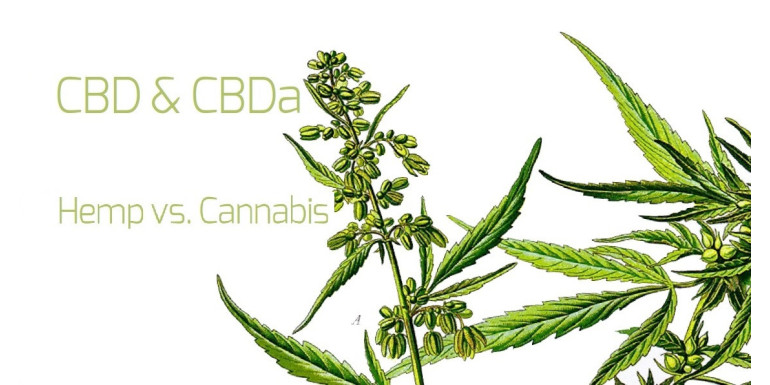 Hemp vs. Cannabis, CBD & CBDA