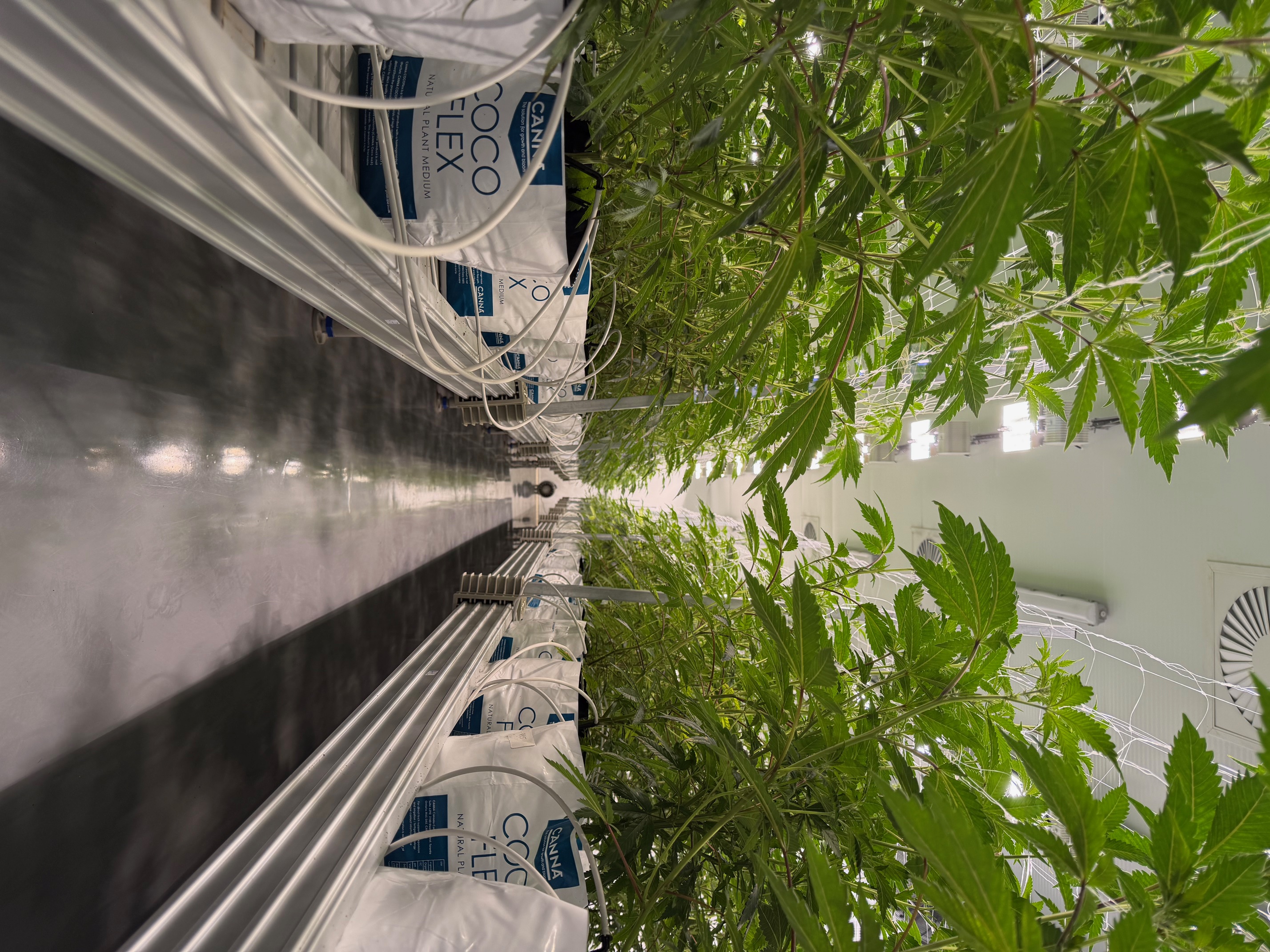 Rzemieślnicza uprawa indoor Green Karat - hala wegetatywna z roślinami konopi na substracie kokosowym CANNA COCO FLEX, profesjonalna infrastruktura nawadniania i oświetlenia dla produkcji Pavé S1