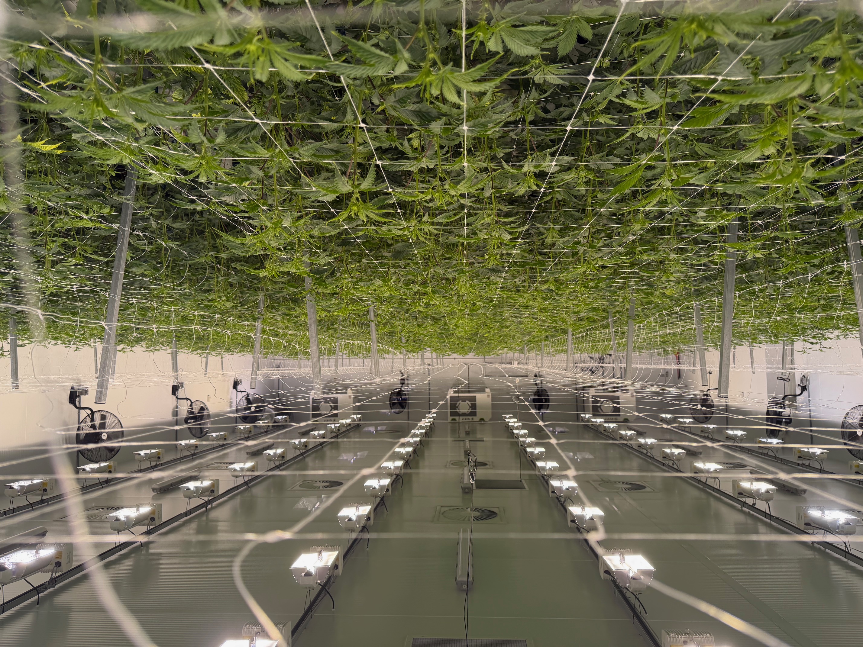 Hala kwitnienia licencjonowanego producenta Green Karat - rośliny konopi w fazie kwitnienia pod sieciami SCROG, profesjonalne lampy i wentylacja zgodne ze standardami Health Canada dla medycznej marihuany