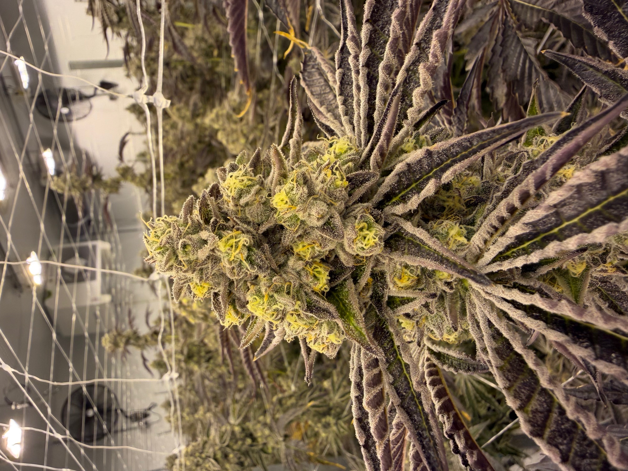 Pąk odmiany Pavé S1 w fazie dojrzewania - głębokie fioletowe akcenty odziedziczone po The Menthol, obfite białe trichomy i żółto-zielone kwiatostany, typowy diamentowy wygląd hybrydy Paris OG × The Menthol od Green Karat