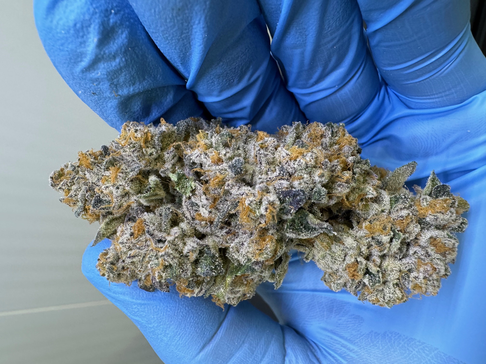 Pavé S1 od Cantourage — wysuszony i trymowany pąk medycznej marihuany w niebieskiej rękawiczce nitrylowej, gęste trichomy i pomarańczowe słupki charakterystyczne dla hybrydy Paris OG × The Menthol