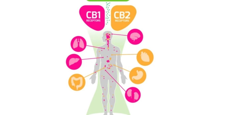 Czy wiesz jak działa olejek CBD ?