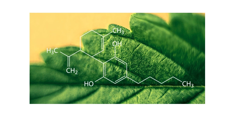 Jak działa CBD? Badania nad CBD? Patent US6630507?