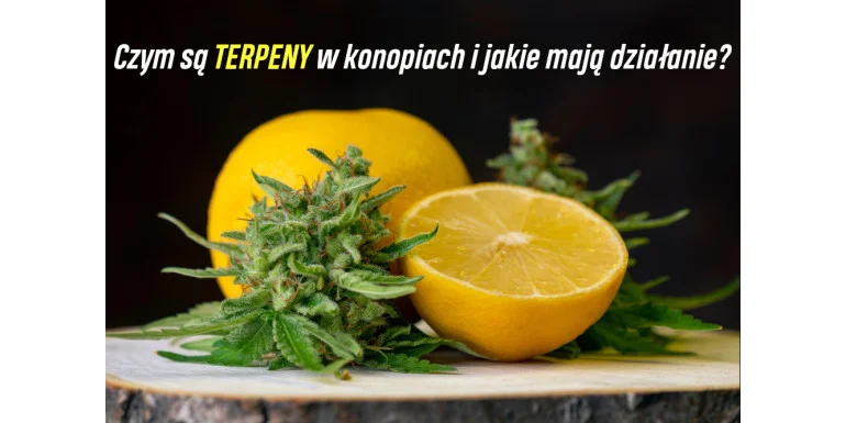 Czym są terpeny w konopiach i jakie mają działanie ?