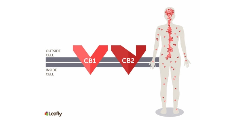 CBD VS THC: DLACZEGO CBD nie jest psychoaktywne