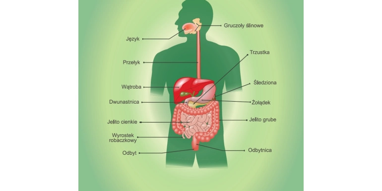 Czy CBD może pomóc w leczeniu GERD, Wrzody żołądka, IBS czy w przypadku choroby Crohna?